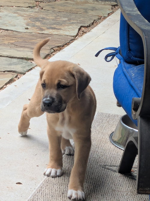 picture of the dog needing adoption