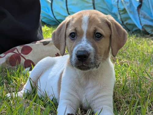 picture of the dog needing adoption