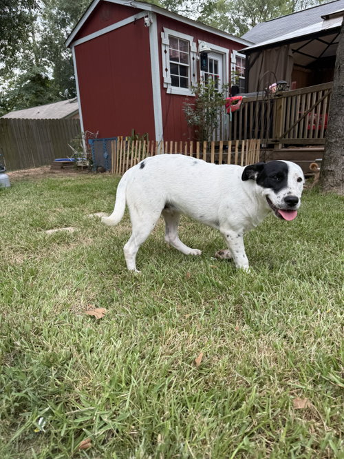 picture of the dog needing adoption