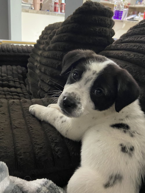 picture of the dog needing adoption