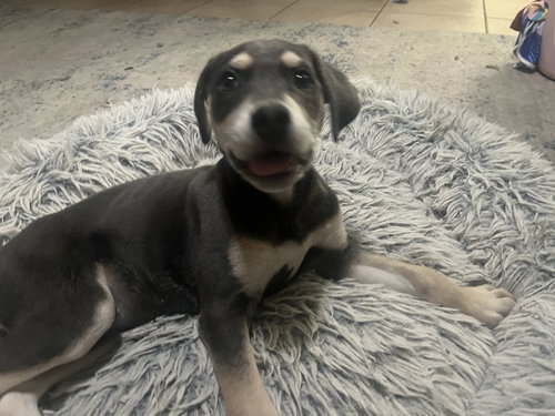 picture of the dog needing adoption