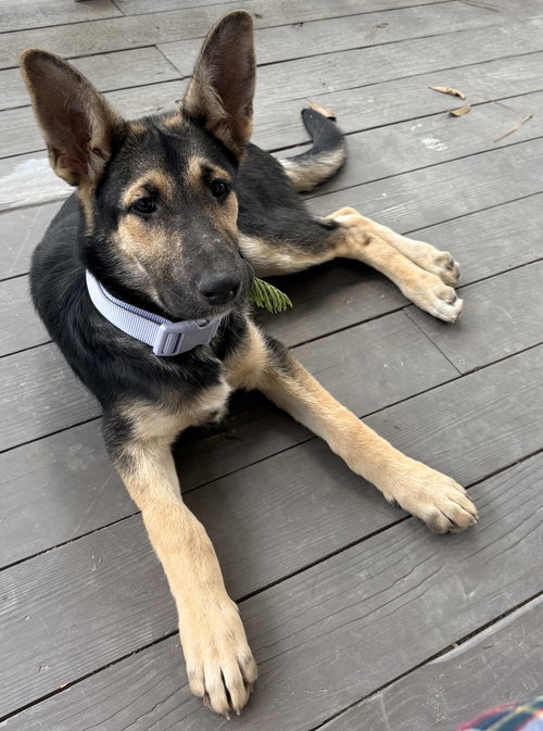 picture of the dog needing adoption