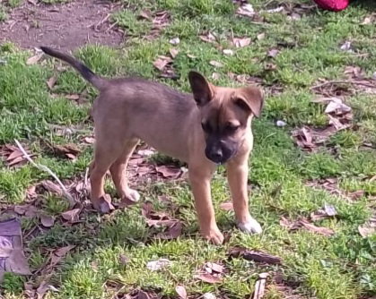 picture of the dog needing adoption