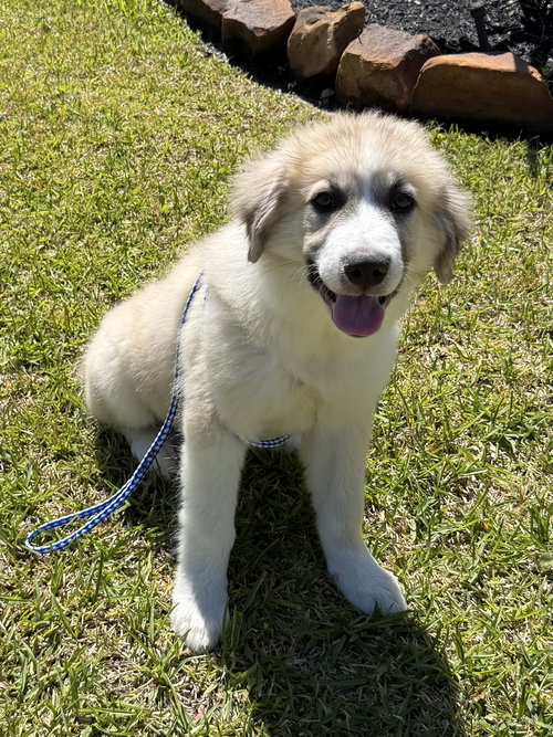 picture of the dog needing adoption