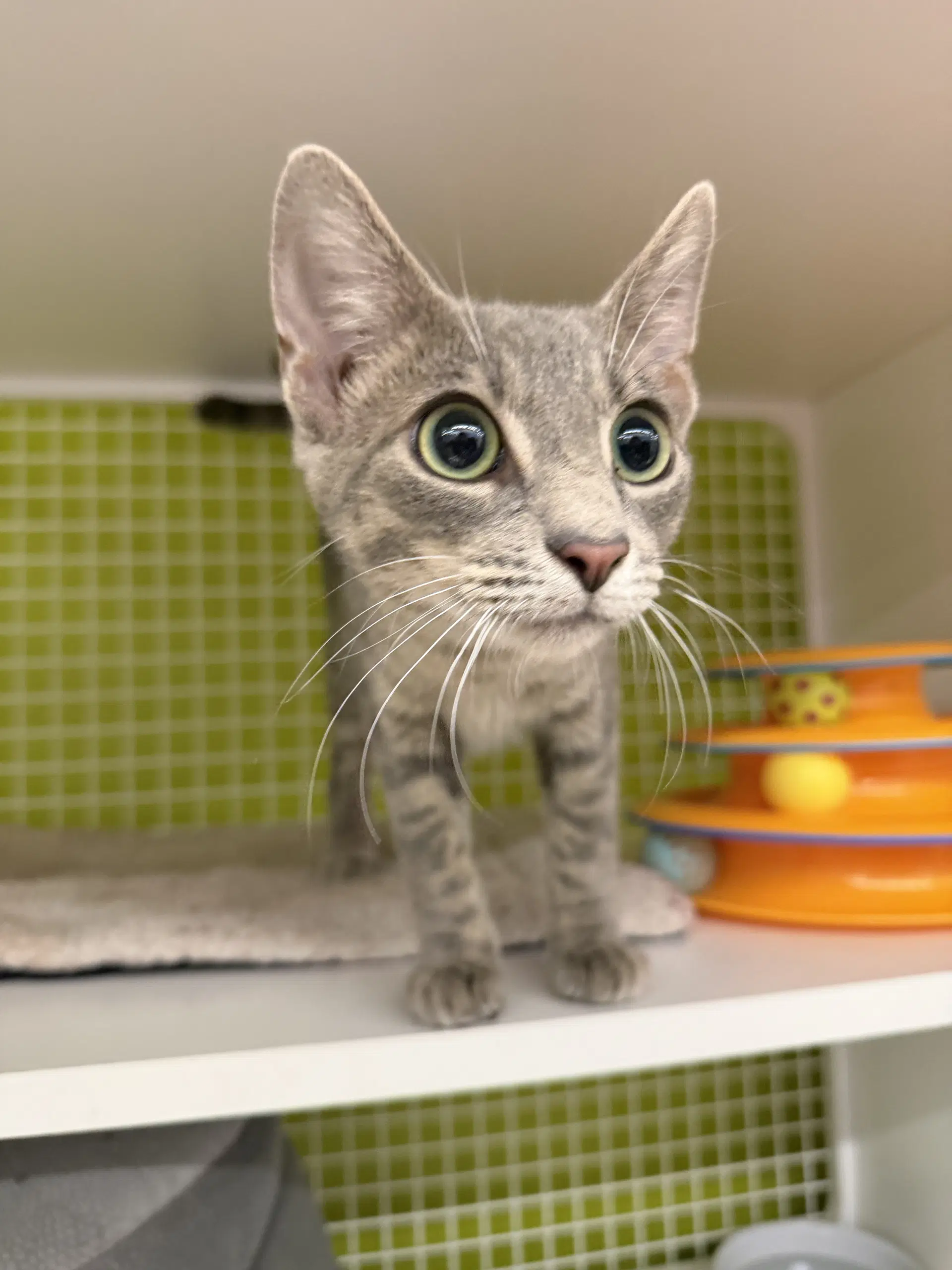 Tilapia - Domestic Short Hair
