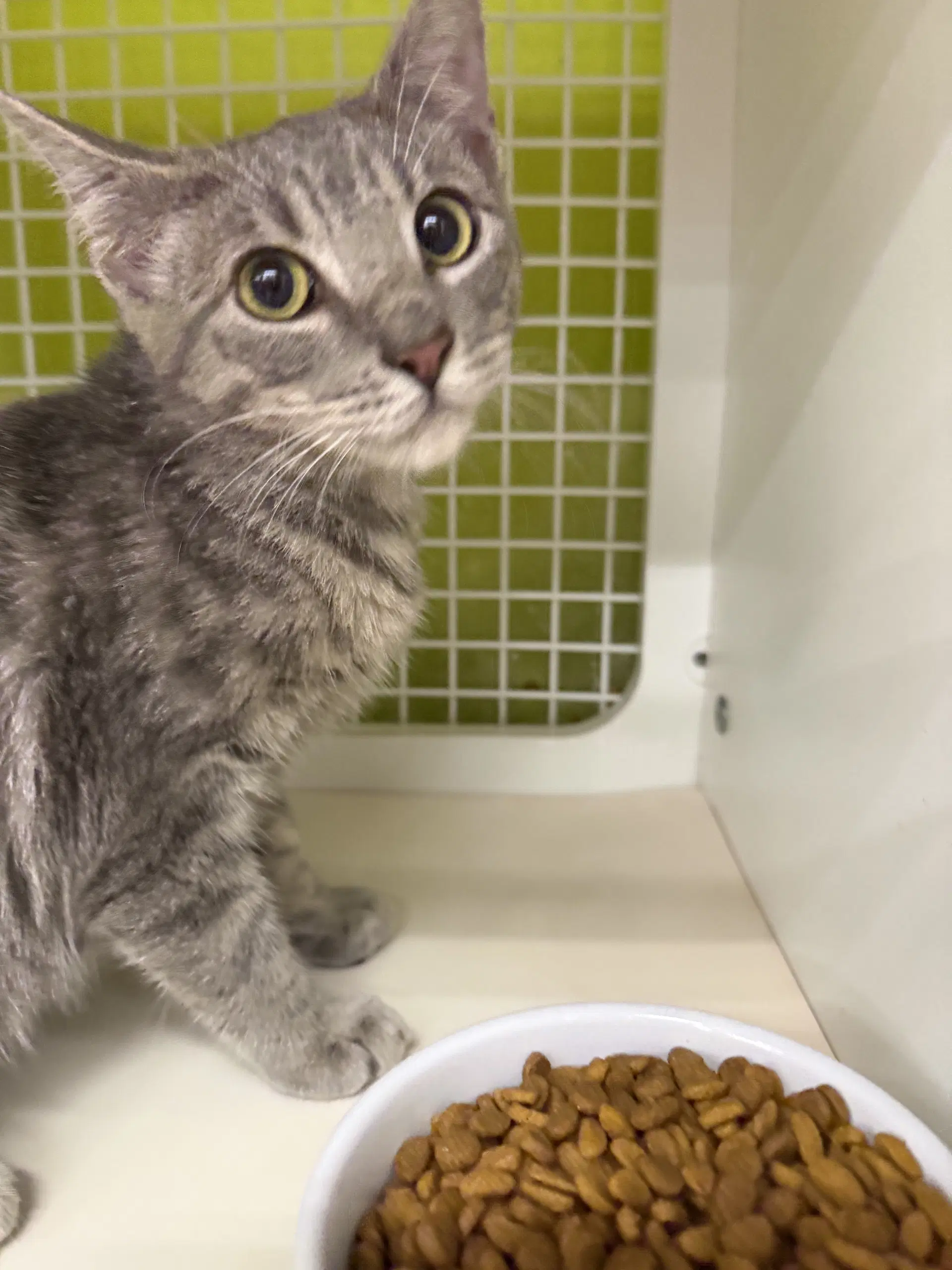 Toad Fish - Domestic Short Hair