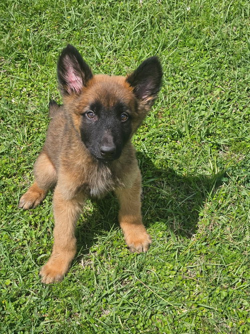 Captain Jack, an adoptable Shepherd in The Woodlands, TX