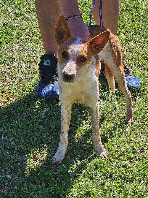 picture of the dog needing adoption