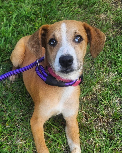 picture of the dog needing adoption