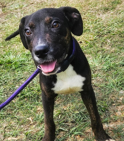 ASTRID - Coonhound available for adoption