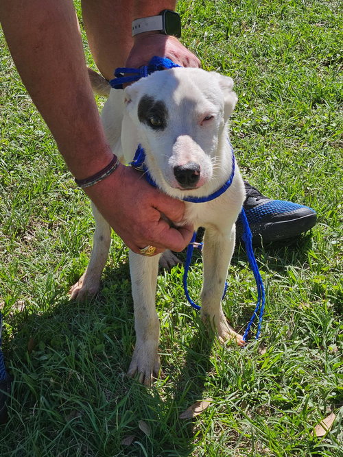 YARROW - Red Heeler available for adoption