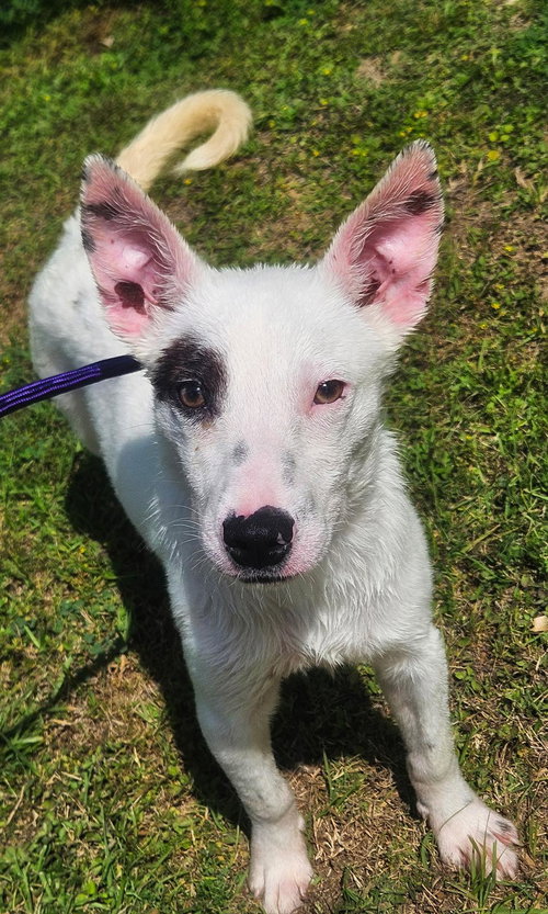 picture of the dog needing adoption