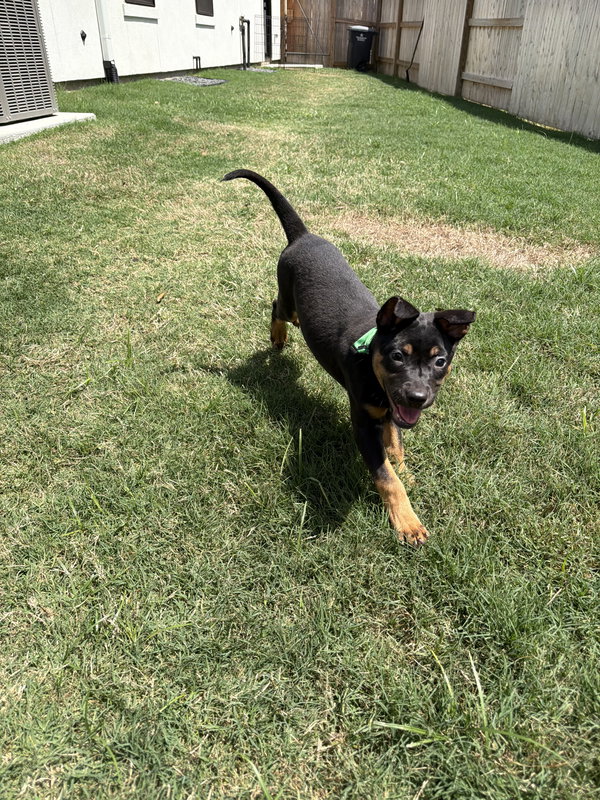 Maximus