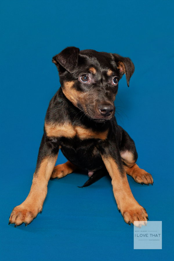 Maximus