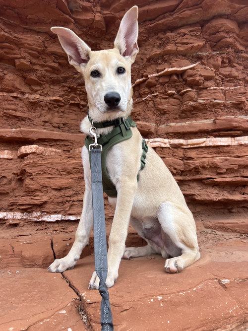 picture of the dog needing adoption