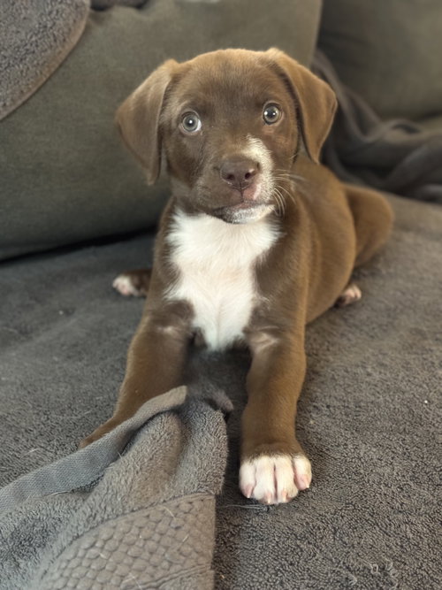 picture of the dog needing adoption