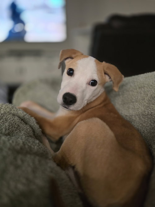 Scooby, an adoptable Labrador Retriever in The Woodlands, TX