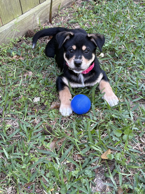 Nancy, an adoptable Labrador Retriever in The Woodlands, TX