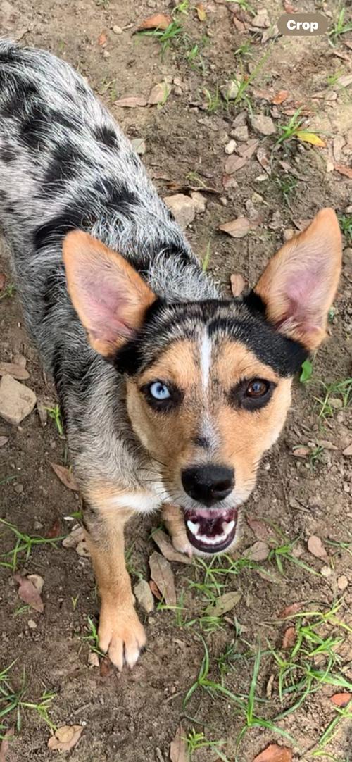 Millie, an adoptable Australian Shepherd in The Woodlands, TX