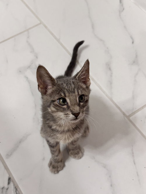 Larry, an adoptable Domestic Short Hair in The Woodlands, TX