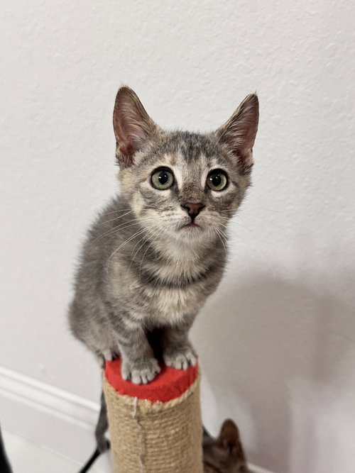 Moe, an adoptable Domestic Short Hair in The Woodlands, TX