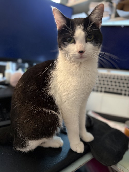 picture of the cat needing adoption