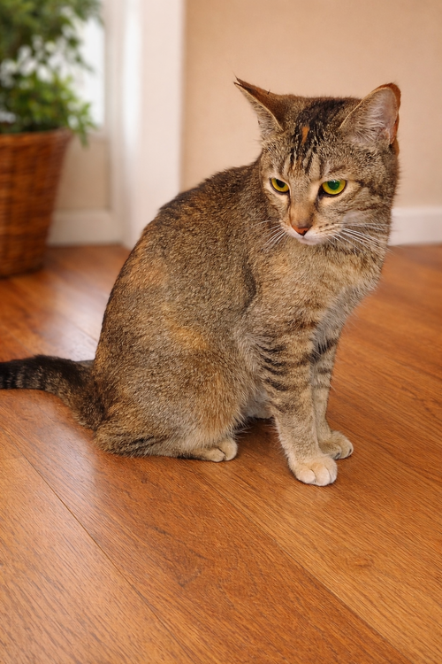 Sally, Adult Domestic Short Hair, cat for adoption in The Woodlands, Texas