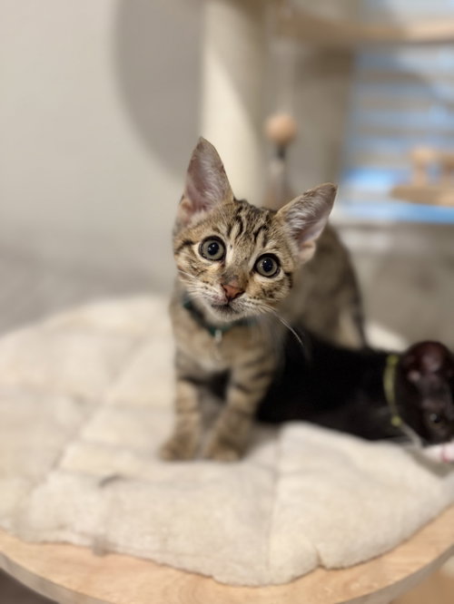 Sage, an adoptable Domestic Short Hair in The Woodlands, TX