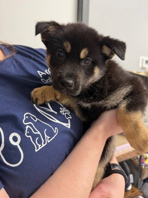 picture of the dog needing adoption