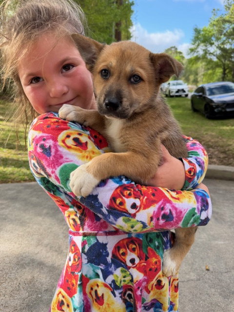 picture of the dog needing adoption