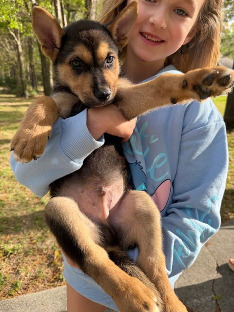picture of the dog needing adoption