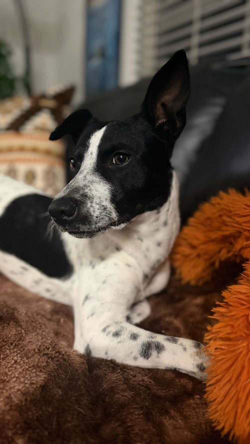 Milo photo 3