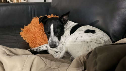 Milo photo 6