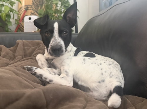Milo photo 5