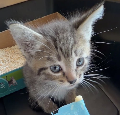 Otto, Baby Domestic Short Hair / Mixed (short coat), cat for adoption in Friendswood, Texas