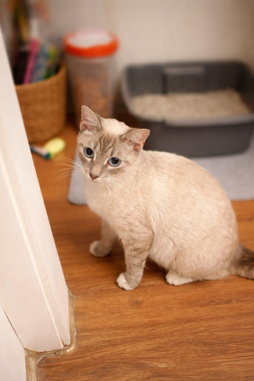 Rita, Adult Siamese, cat for adoption in The Woodlands, Texas