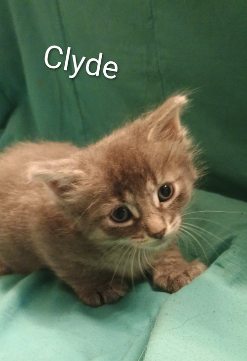 Clyde, Baby Domestic Short Hair, cat for adoption in Friendswood, Texas