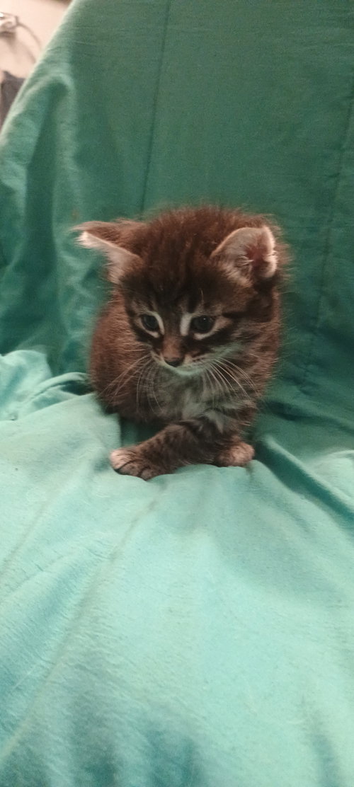 Leni, Baby Domestic Short Hair, cat for adoption in Friendswood, Texas