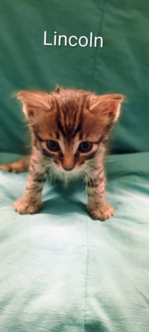 Lincoln, Baby Domestic Short Hair, cat for adoption in Friendswood, Texas