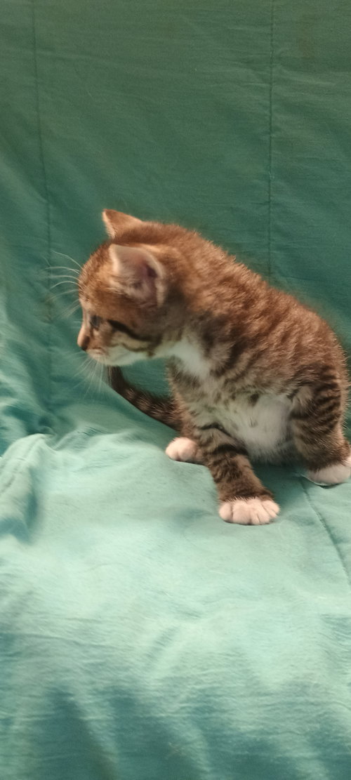 Lola, Baby Domestic Short Hair, cat for adoption in Friendswood, Texas