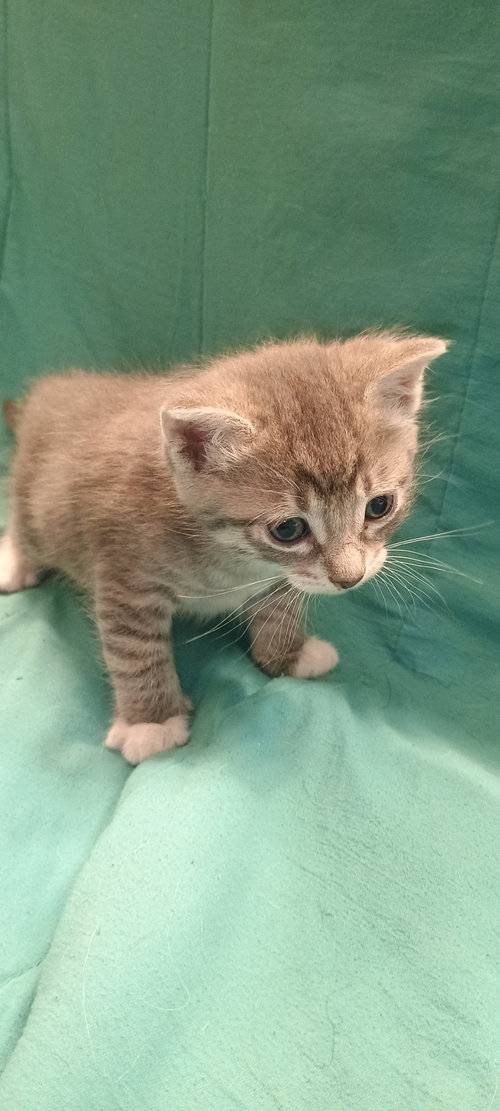 Luann, Baby Domestic Short Hair, cat for adoption in Friendswood, Texas