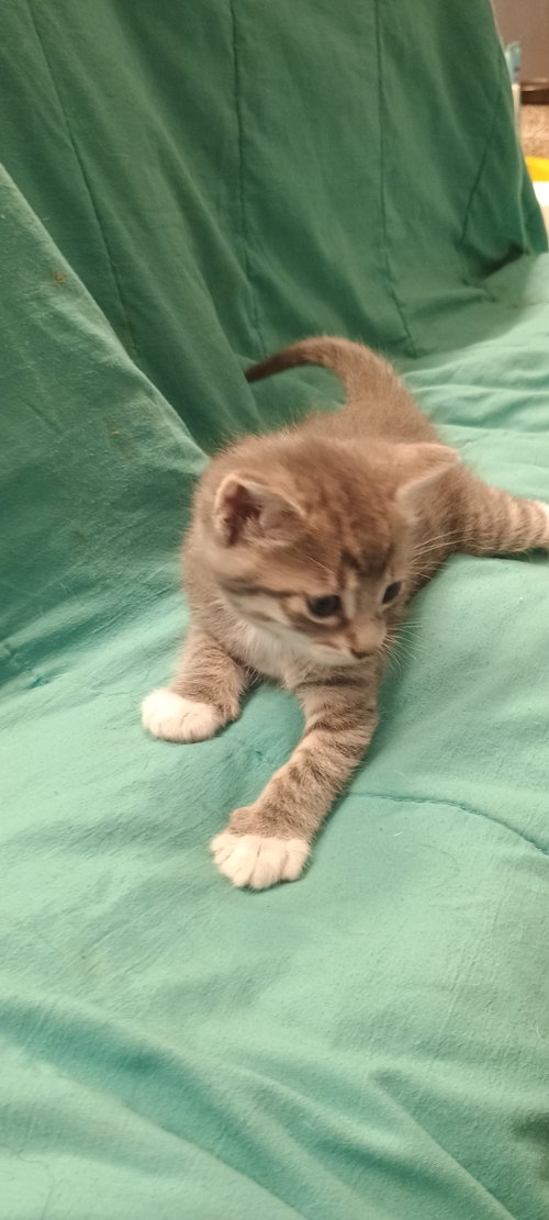 Luna, Baby Domestic Short Hair, cat for adoption in Friendswood, Texas