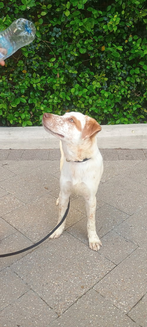 Sparkles, an adoptable Labrador Retriever in The Woodlands, TX