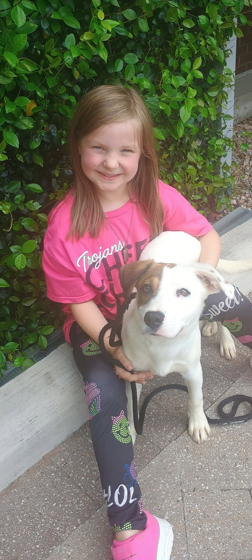 Patches, an adoptable Labrador Retriever in The Woodlands, TX
