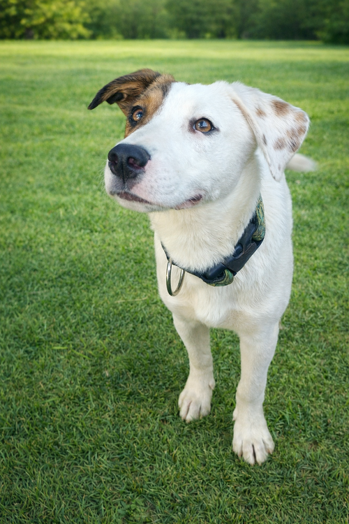 picture of the dog needing adoption