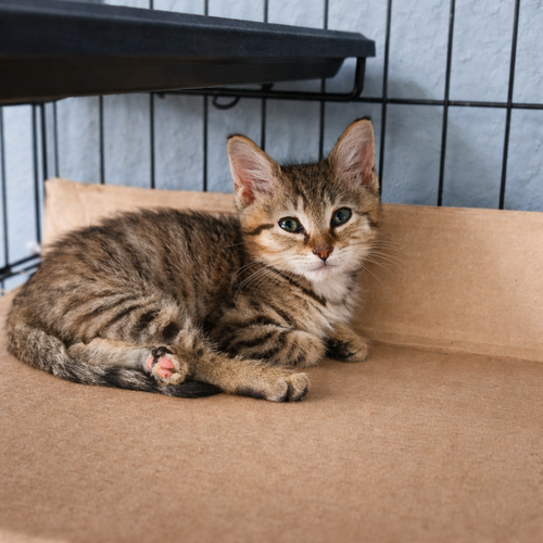Penny, Baby Domestic Short Hair, cat for adoption in Friendswood, Texas