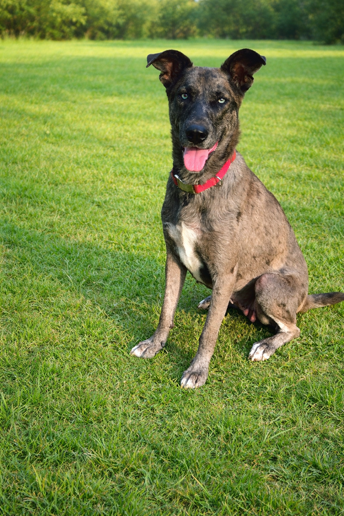 Jessie, an adoptable Catahoula Leopard Dog in The Woodlands, TX