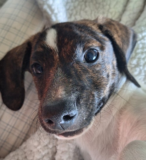 Snoopy, an adoptable Catahoula Leopard Dog in The Woodlands, TX