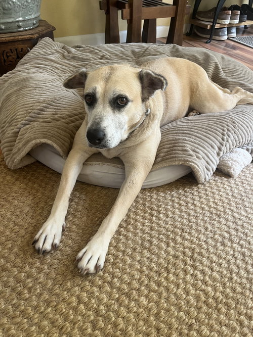 Maggie, an adoptable Labrador Retriever in The Woodlands, TX