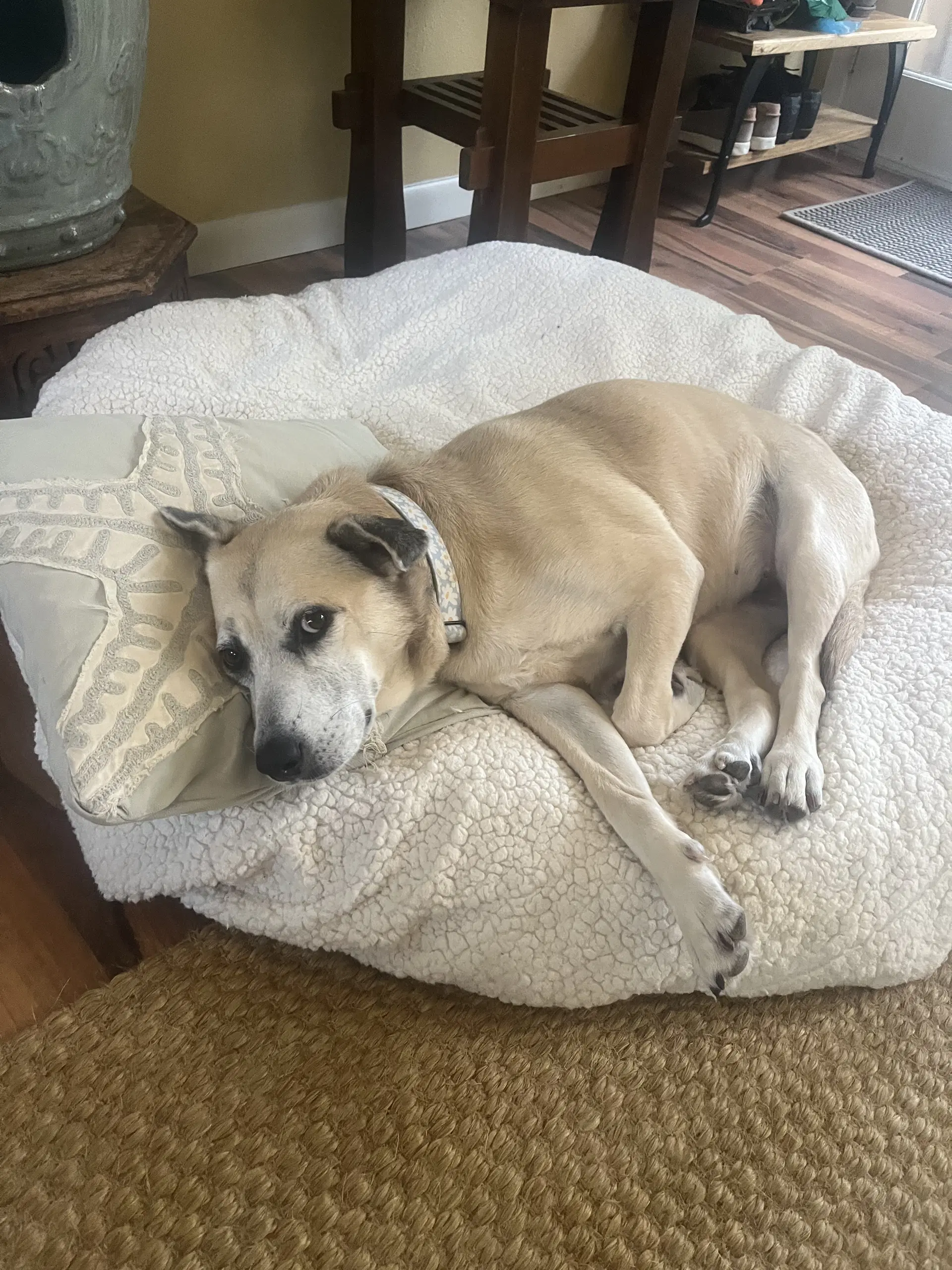 Maggie image 2